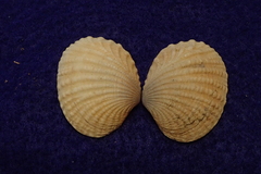 Gafrarium pectinatum