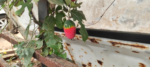 Cucumber Bushpumpkin