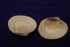 Gafrarium pectinatum