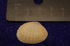 Gafrarium pectinatum