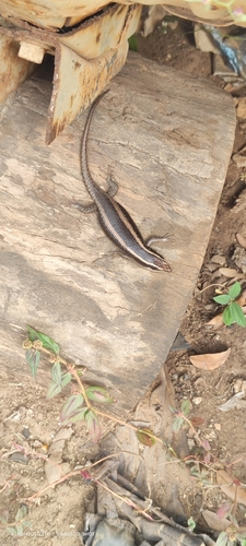 African Striped Skink