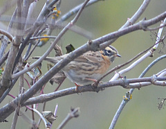 Prunella atrogularis