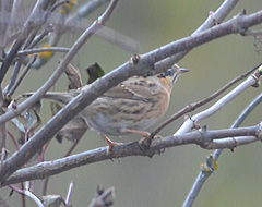 Prunella atrogularis