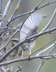 Prunella atrogularis