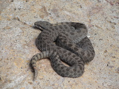 Crotalus pricei