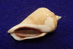 Gibberulus gibberulus