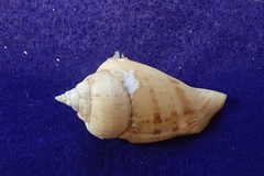 Gibberulus gibberulus