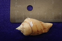 Gibberulus gibberulus