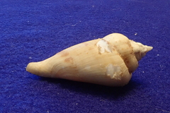 Gibberulus gibberulus