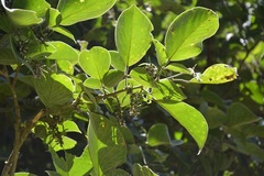 Lonchocarpus phaseolifolius