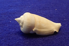 Gibberulus gibberulus