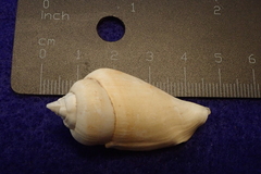 Gibberulus gibberulus