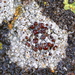 Rim Lichens - Photo (c) Andrea Kreuzhage, some rights reserved (CC BY-NC), uploaded by Andrea Kreuzhage