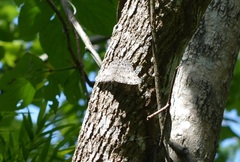 Hamadryas glauconome