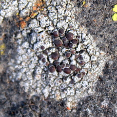 Lecanora pseudistera
