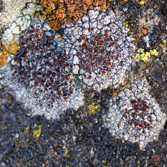 Lecanora pseudistera