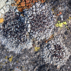 Lecanora pseudistera