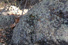 Lecanora pseudistera
