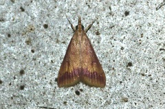 Hyalorista