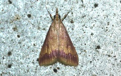 Hyalorista