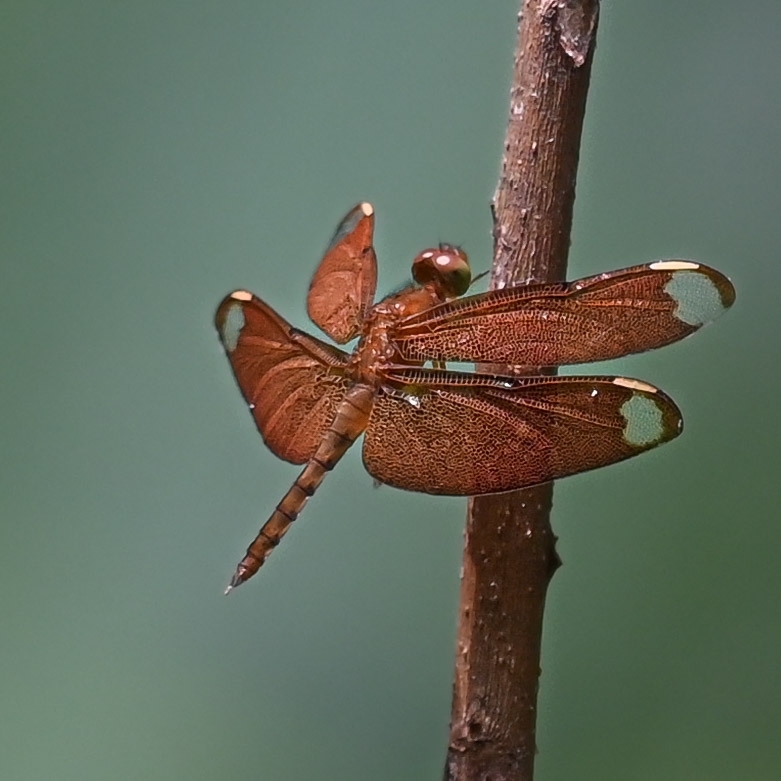 Fulvous Forest Skimmer