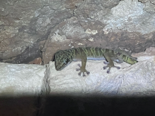 Western Giant Cave Gecko, Pseudothecadactylus cavaticus