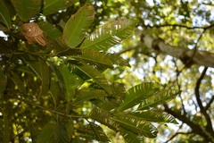 Calophyllum brasiliense