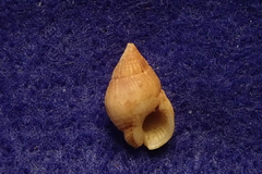 Nassarius dorsatus