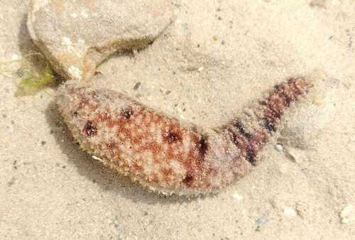 Holothuria pardalis observed 2024-12-17