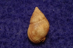 Nassarius dorsatus