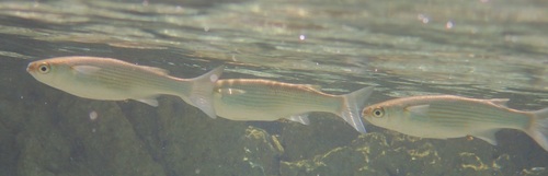 Oedalechilus labeo