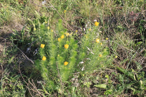 Spring Adonis