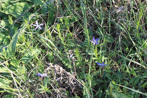 Herbaceous Periwinkle