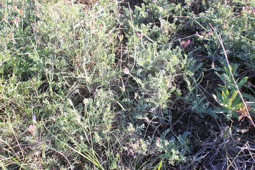 Inflated Milk-vetch