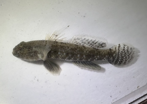 Triangle goby (Drombus triangularis) — Gobiidae — 3