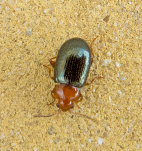 Podagrica menetriesii