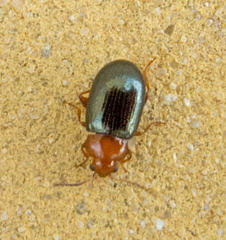 Podagrica menetriesi