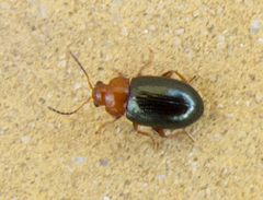 Podagrica menetriesi