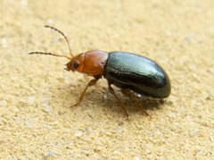 Podagrica menetriesi