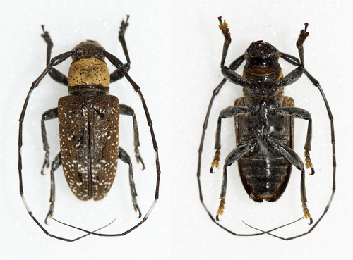 Eczemotellus subtilipictus
