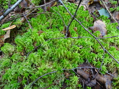 Sphagnum fallax