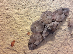 Iridopsis larvaria