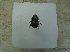Copris lugubris