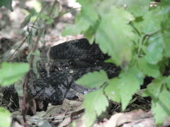 Crotalus cerberus