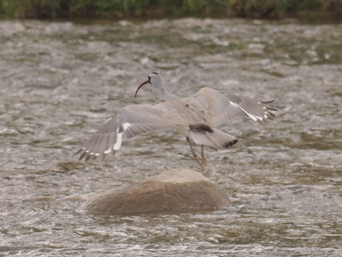Ibisbill