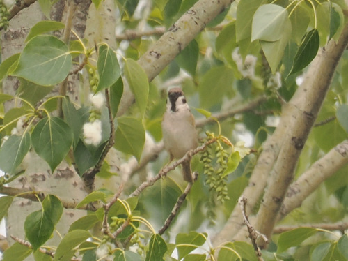 Eurasian Tree Sparrow