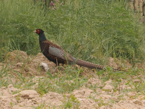 Ring-necked Pheasant