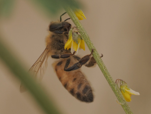 Western Honey Bee