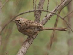 Beijing Babbler photo 4