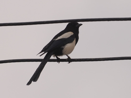 Oriental Magpie
